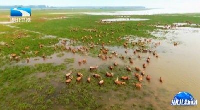 2025年11月19日湖北新闻 