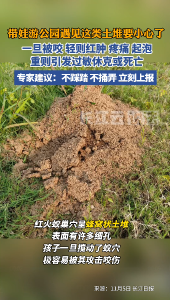 这样的土堆不要踩！当心剧毒、攻击性极强的“红火蚁”，市民如发现，请立即上报