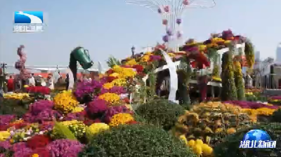 武汉市第42届金秋菊展盛装迎客 六十万盆菊花扮靓江城