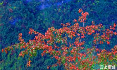恩施鹤峰：红红水杉醉冬阳