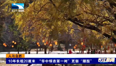 人与自然 | 10年长粗20厘米 “华中银杏第一树”更新“腰围”