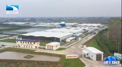 洪湖流域治理进行时丨水改旱 散改集 荆州全面推行畜禽养殖新模式