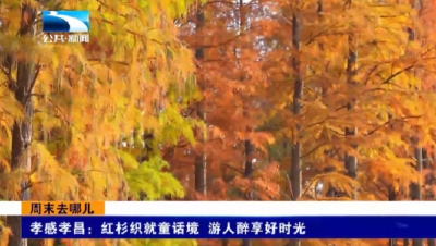 孝感孝昌：红杉织就童话境 游人醉享好时光