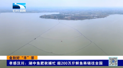 孝感汉川：湖中鱼肥秋捕忙 超200万斤鲜鱼将销往全国