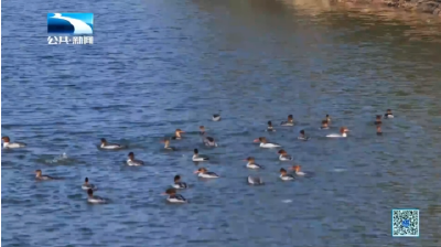 人与自然丨襄阳宜城：中华秋沙鸭连续三年越冬 数量创新高