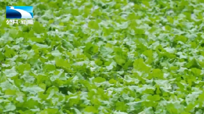 2025年11月13日长江新闻