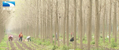 荆州石首：秋种板蓝根油菜 “冬闲田”变“增收田”