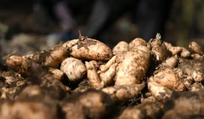 十堰竹溪：念好“药材经”   林下种药走出致富路