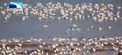 万羽栖荆楚 湖北迎今冬首批越冬候鸟