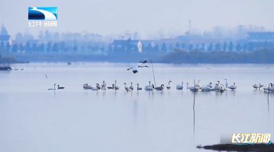人与自然｜全球极危物种白鹤首现崇湖 “生态考官”为绿水青山代言