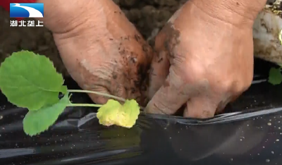 恩施鹤峰：油菜薹抢晴移栽   轮作模式增收增效