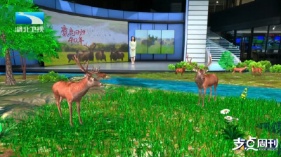 麋鹿回归40年 | 支点现场 呦呦鹿鸣 生生不息