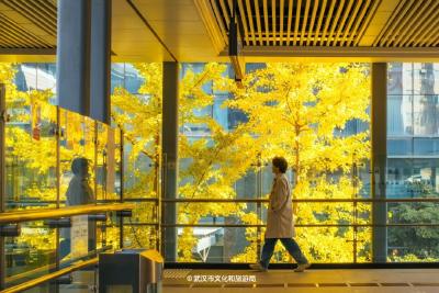 本周，武汉彩叶杀疯了！