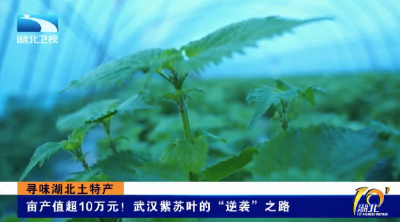 寻味湖北土特产 | 亩产值超10万元！武汉紫苏叶的“逆袭”之路