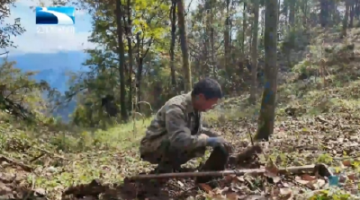 林下生“金”！十堰竹溪走出“林+药”产业发展的新路子