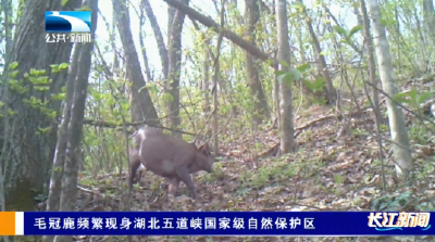 毛冠鹿频繁现身湖北五道峡国家级自然保护区