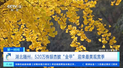 央视连续关注随州 千年银杏披金甲