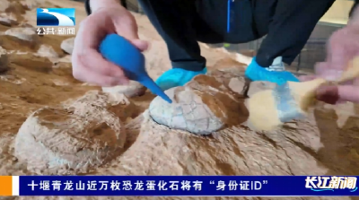 十堰青龙山近万枚恐龙蛋化石将有“身份证ID”