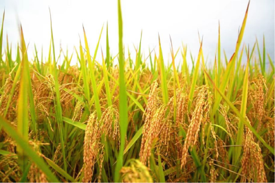 孝感孝昌：金色稻浪卷起产业链  “太子米”变身“富民米”