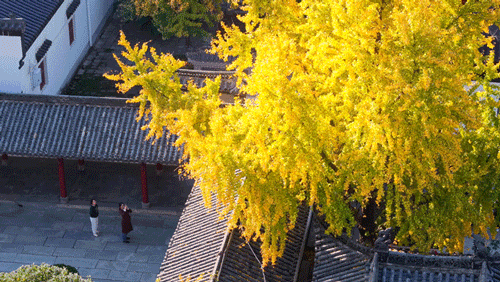 限时绝美！武汉秋景的颜值巅峰时刻来了