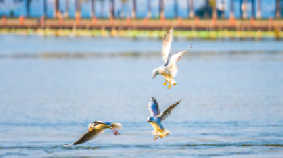 “长枪短炮”准备，湖北观鸟季来了！