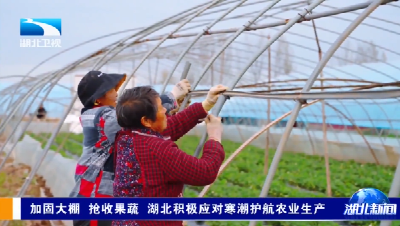 加固大棚 抢收果蔬 湖北积极应对寒潮护航农业生产