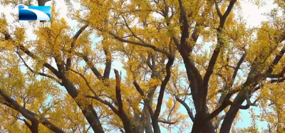 冬日限定美景 | 千年银杏披“金甲” 大洪山浪漫诗意引客来