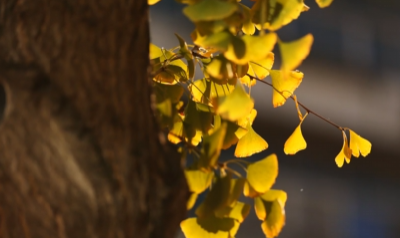 襄阳南漳：金叶落成诗