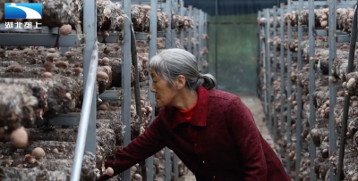 襄阳谷城： 小香菇撑开“致富伞”