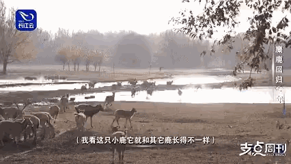 年度最萌小鹿报到！黄毛奶娃在线干饭