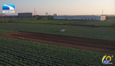 全程机械化 蔬菜产业“智”变进行时