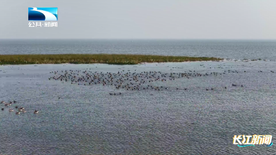 人与自然 | 逾万只候鸟“先遣部队”抵达龙感湖