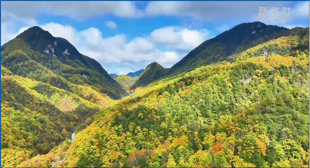 湖北神农架：层林尽染 多彩秋色扮靓“华中屋脊”