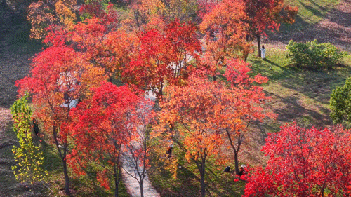 实况！武汉彩叶季来了，这些地方最出片