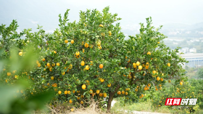 直播 | 养护生命“腺”，健康有“膏”招！