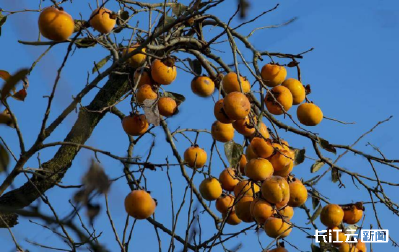 襄阳南漳：暮秋风光美 又见柿子红
