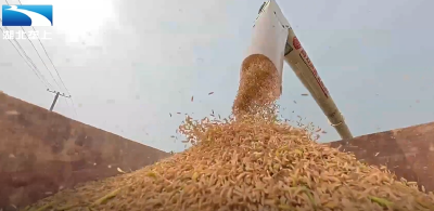 丰收大湖北：抓晴收获 湖北确保稻谷颗粒归仓