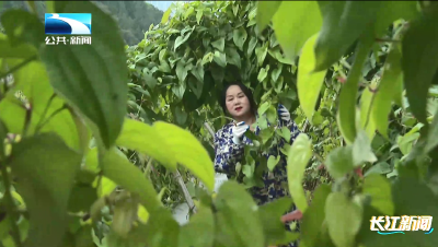 新时代的我们 | 朱芳：誓把荒地变良田 “名誉村长”蹚出共富新路