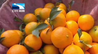 农业生产正当时丨科技赋能柑橘靠“智能管理+直播预售”供不应求