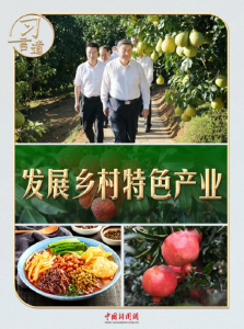 习言道｜从荔枝园到柚子园，习近平不变的牵挂