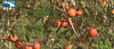 丰收大湖北：甜柿柑橘上市 甜蜜滋味挡不住