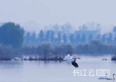 全球极危物种白鹤首现荆州崇湖