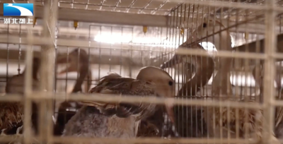 襄阳宜城：鸭子住进“智慧宾馆” 年销28亿元