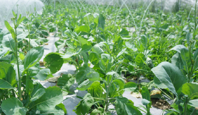 荆州石首：秋种板蓝根油菜 “冬闲田”变“增收田”