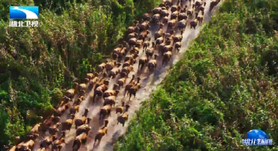 “十四五”的湖北答卷 | 擘画美丽湖北新图景