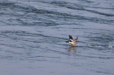 “稀客”变“常客”、数量创新高！中华秋沙鸭再次到襄阳宜城越冬