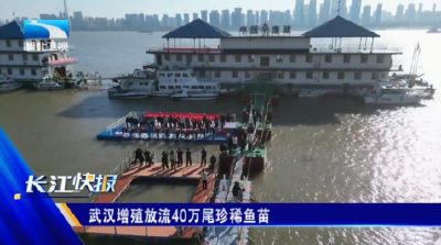武汉增殖放流40万尾珍稀鱼苗