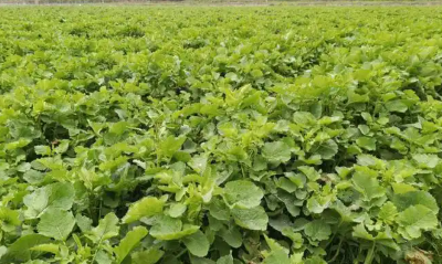 恩施鹤峰：油菜薹抢晴移栽 轮作模式增收增效