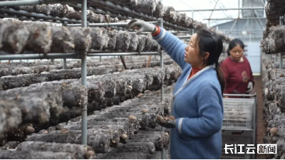 科技赋能 “菇” 事兴！十堰郧西让香菇成致富 “金疙瘩”