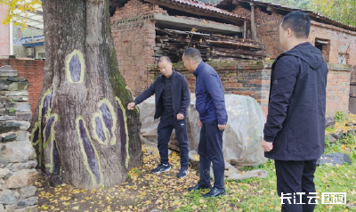 随州曾都：一树一档 让千年银杏在发展中长青